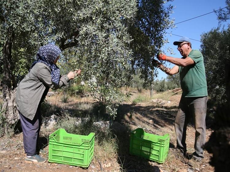ZEYTİNYAĞI GÜNCEL FİYATLARI