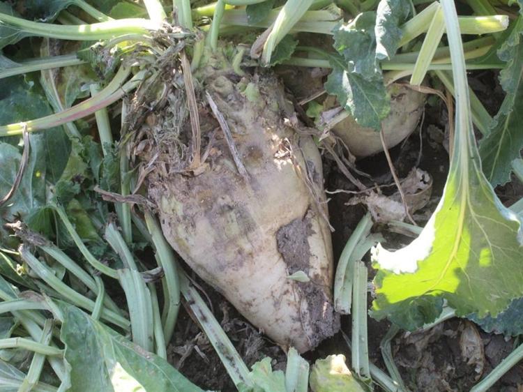 ‘ŞEKER PANCARI TÜRKİYE İÇİN STRATEJİK BİR ÜRÜN’