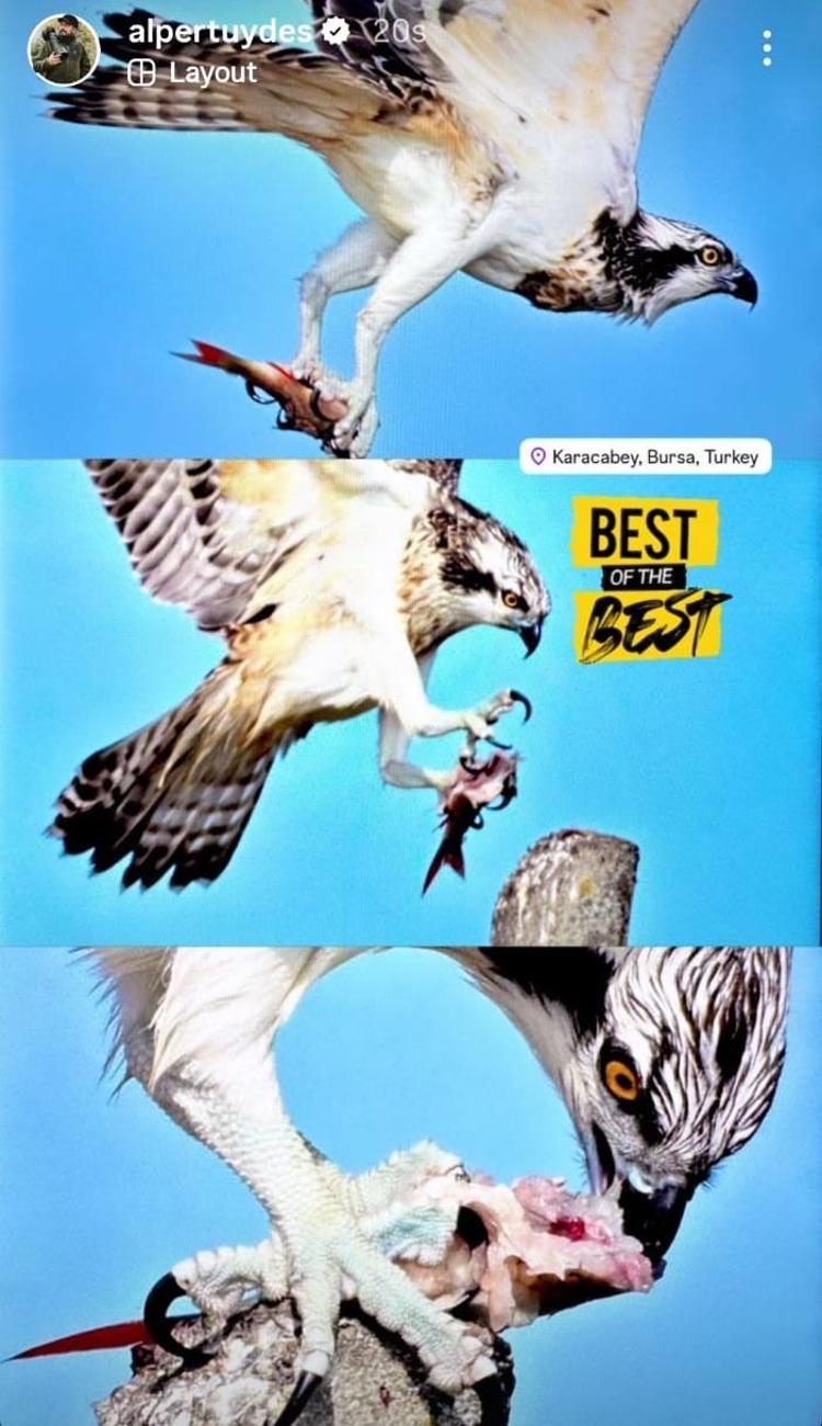 TÜRKİYE’DE YAŞAYAN 11 KARTAL TÜRÜNDEN BİRİ