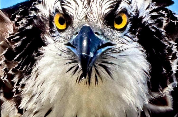 GÖLDEN AVLADIĞI BALIK İLE BESLENDİ