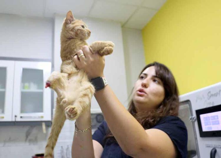 1 YILDA 9 YAVRU KEDİNİN AYAĞI KESİLMİŞ