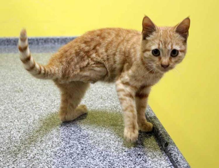 ‘BÜYÜ YAPTIRMAK İSTEYENLER TIBBİ YARDIM ALMALI’