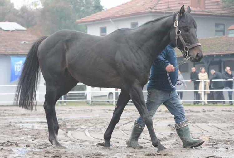 VETERİNER HEKİM AYŞE YETİŞ: ATÇILIĞIN BU TÜR ORGANİZASYONLARA İHTİYACI VAR