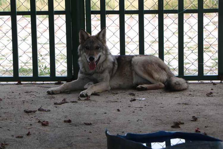 ‘HER CANLI HABİTATINDA GÜZEL’