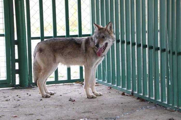 ‘BİZE İTAAT ETSE BİLE İNSANA VEYA ÇEVREYE ZARAR VERİR’