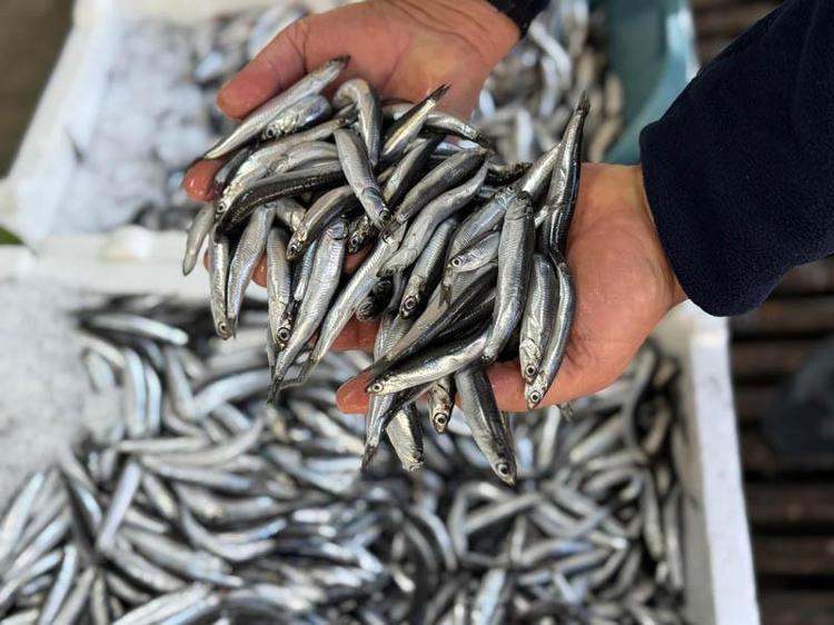 DENİZ SUYU SICAKLIĞI İLE ÜREME İLİŞKİSİ