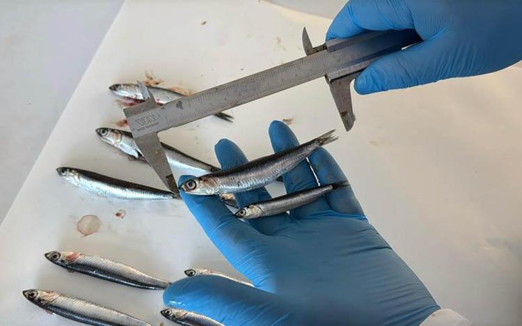 SIFIR YAŞ GRUBUNDAKİ HAMSİLER AVLANIYOR