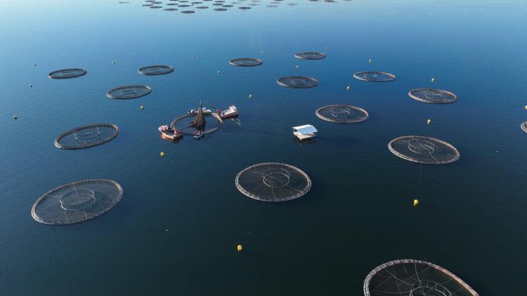 MERSİN BALIĞI ÜRETİM TESİSLERİNDE İNCELEMELERDE BULUNDU