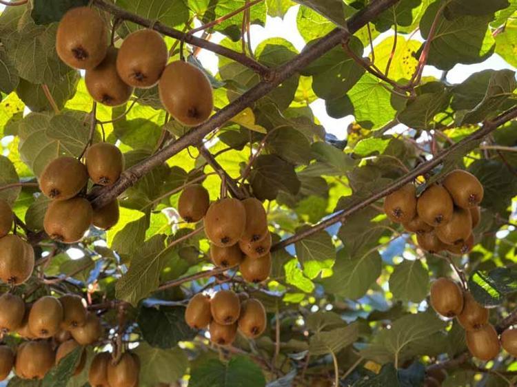 KİVİ FİYATLARI, TABAN FİYATIN ÜZERİNE ÇIKABİLİR