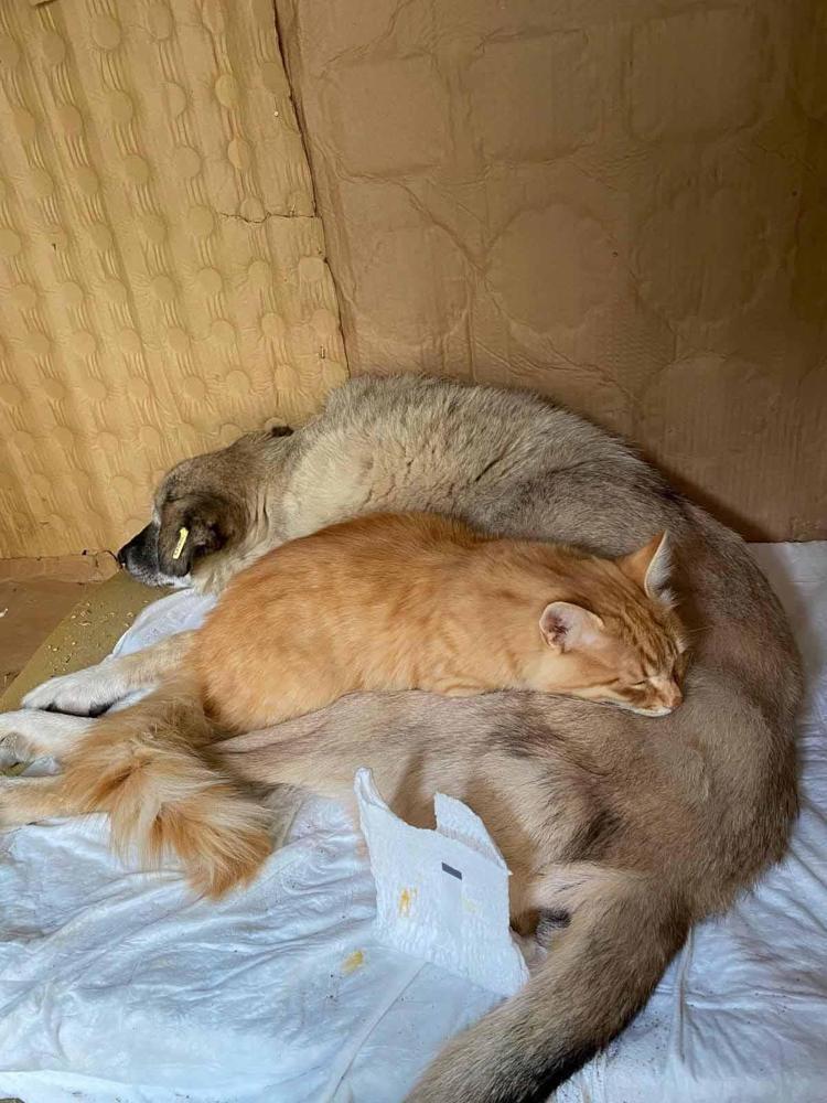 YARALARINI SARIYORLAR