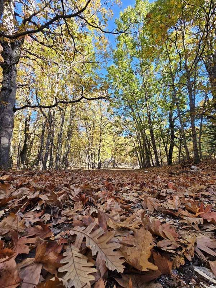 İKİNCİ EN KALIN KASNAK MEŞESİ