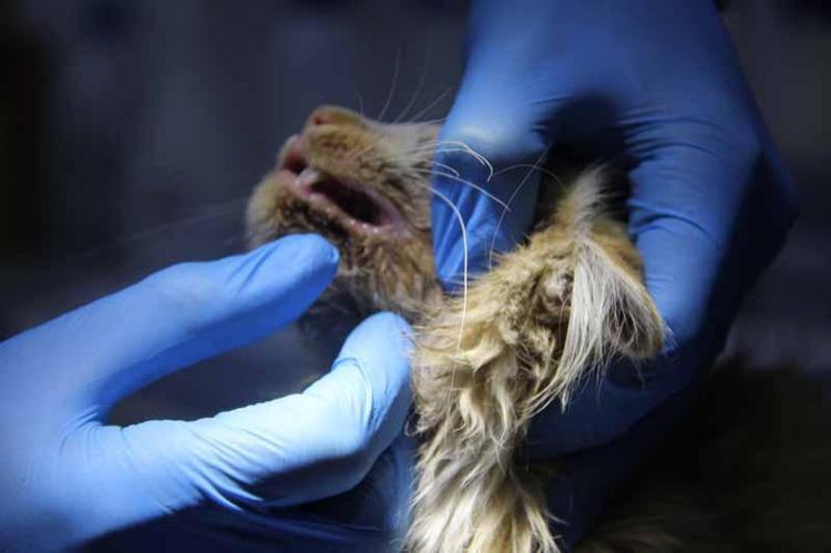 KEDİLERDEKİ FIV VİRÜSÜ İNSANLARA BULAŞMAZ