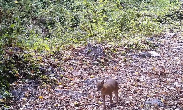 ‘SONBAHAR HALISI VE YARAMAZ MİSAFİR’