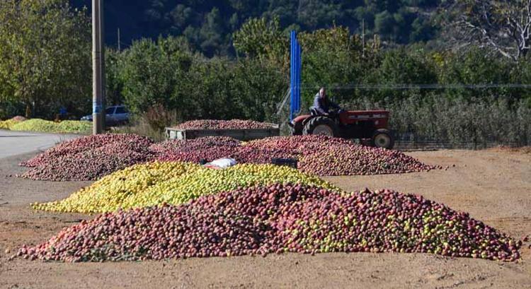 ÖRNEK KÖYLÜ KOOPERATİFLERİ