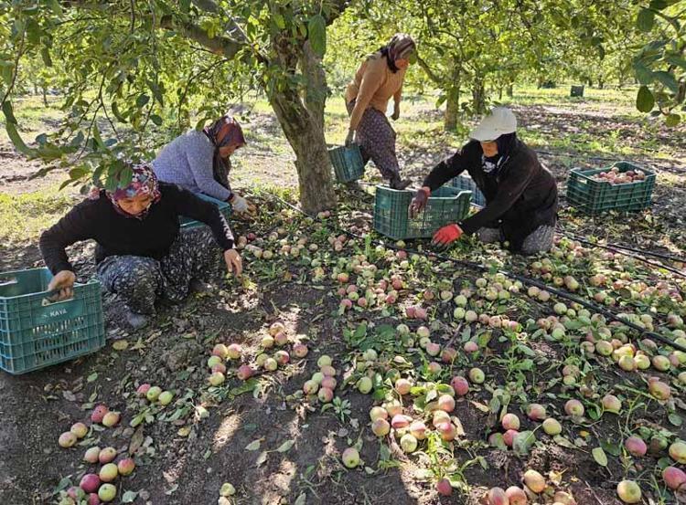 HALK TABİRİYLE DÖKÜK ELMA