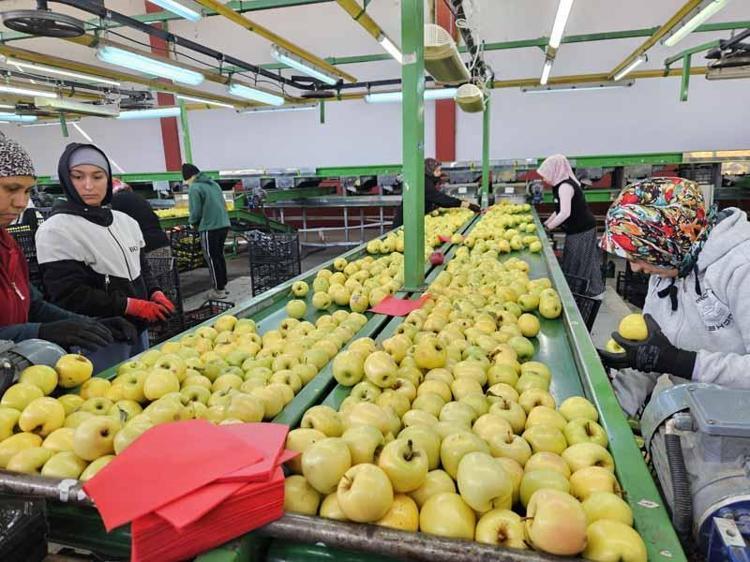 SUYUMUZ KIT, ELMAMIZ BÜYÜMEDİ