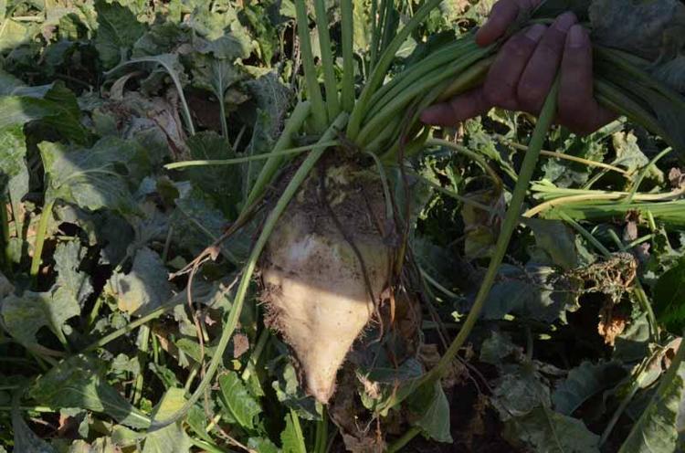 ‘PANCAR PARASI YIL SONU ÖDENİRSE ÇİFTÇİLERİMİZ MUTLU OLACAK’