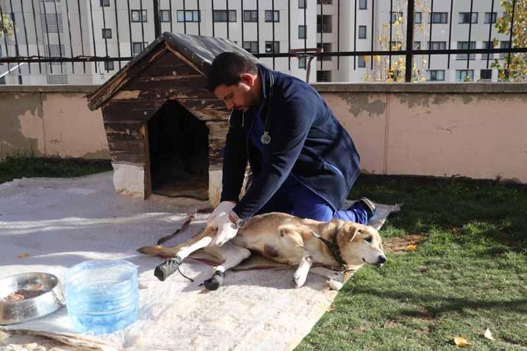 ‘FISTIK, AİLEMİZDEN BİRİ OLDU’