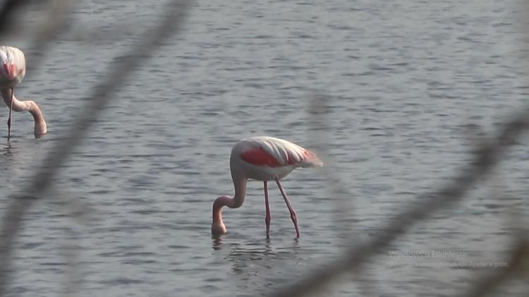 ‘SONBAHARLA BİRLİKTE KUŞ SAYISI ARTMAYA BAŞLAR