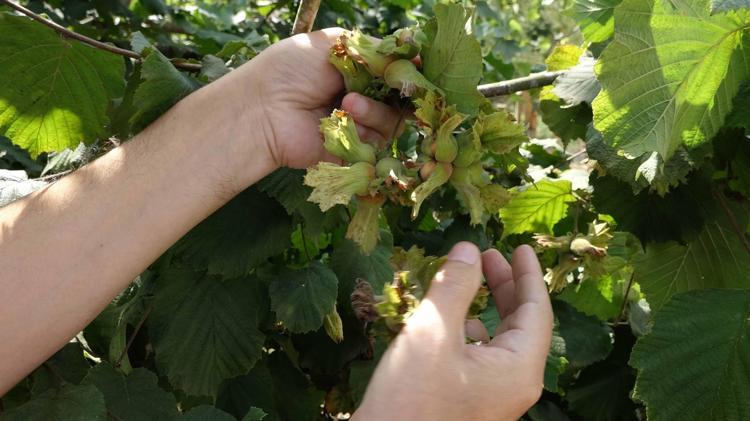 ‘ÜRETİCİNİN BEKLENTİSİ 400 LİRA VE ÜZERİ’