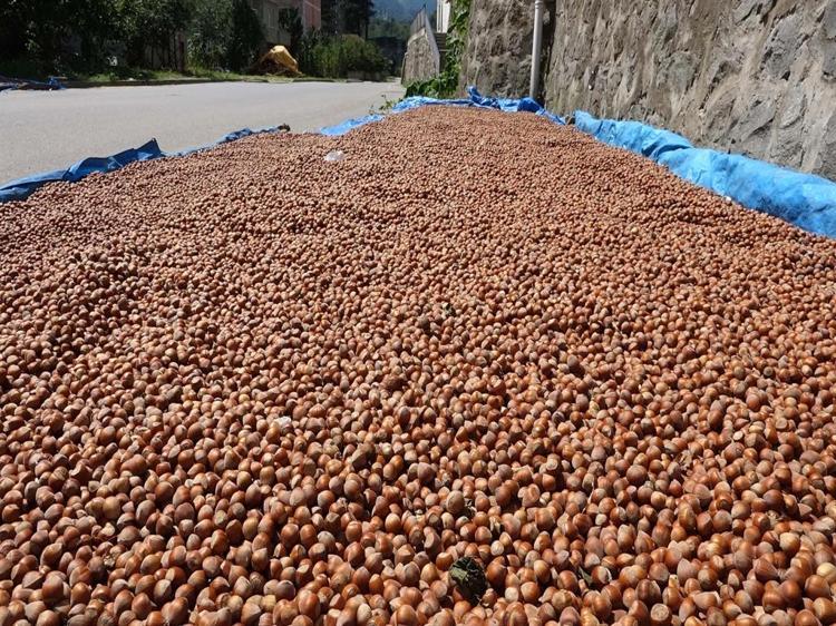 ‘220 BİN TON CİVARINDA FINDIK BEKLENTİMİZ VAR’