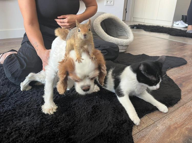 YABAN HAYVANLARI CİDDİ HASTALIKLAR TAŞIYABİLİYOR