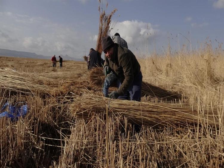 SAZLIK BİÇİLMEDİĞİ ZAMAN ÇÖKÜNTÜ OLUŞUYOR