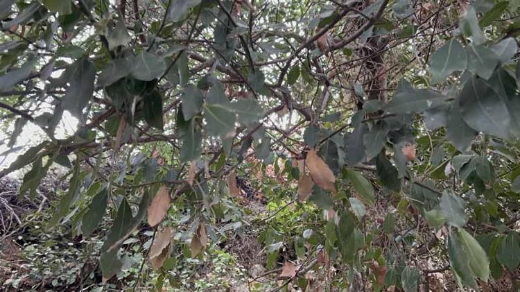 DOĞAL BİR ANTİSEPTİK