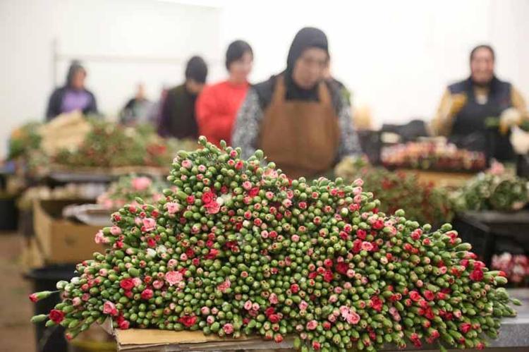 EN BÜYÜK PAZAR HOLLANDA