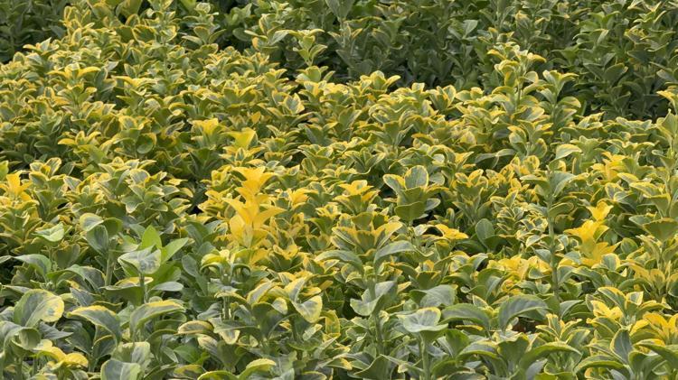 ASIL HEDEFİMİZ AVRUPA PAZARI