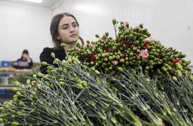 ÜRETİM ANTALYA VE ISPARTADA