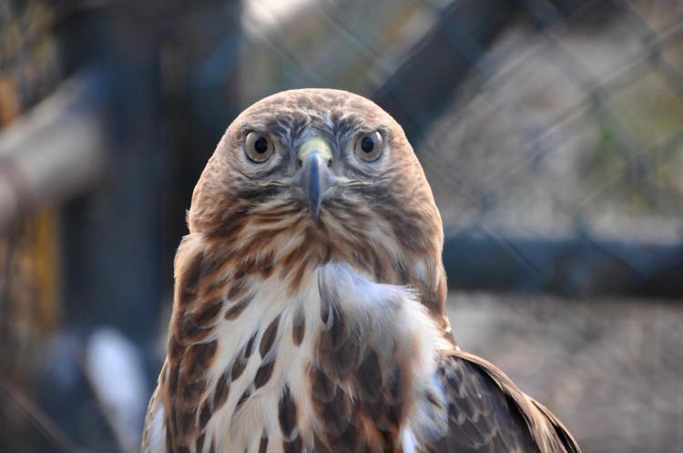 HAYVANLAR DOĞAYA DÖNEBİLECEK SEVİYEYE GELENE KADAR BAKILIYOR