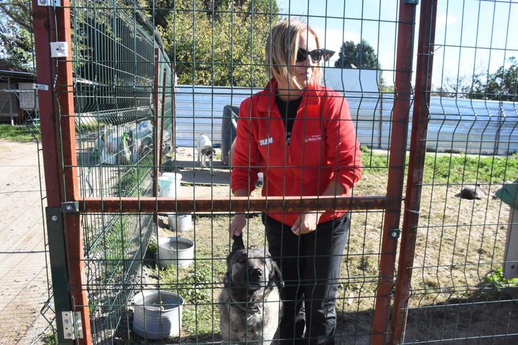 CESEDİ YOKTU, YAŞAR ÇOK HASSAS BİR KÖPEKTİ