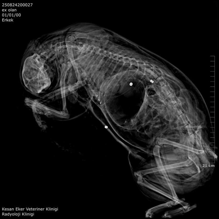 SUÇLAMALARI KABUL ETMEDİ