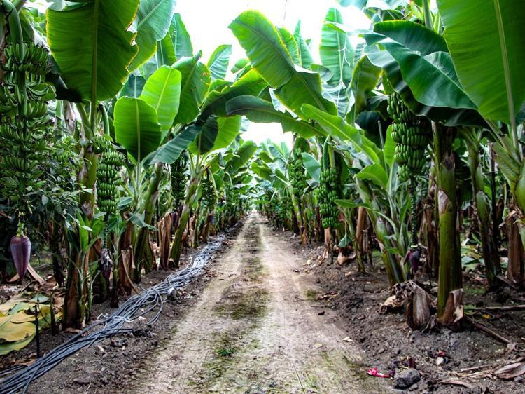 MUZ ŞU AN İÇİN KARLI BİR YATIRIM