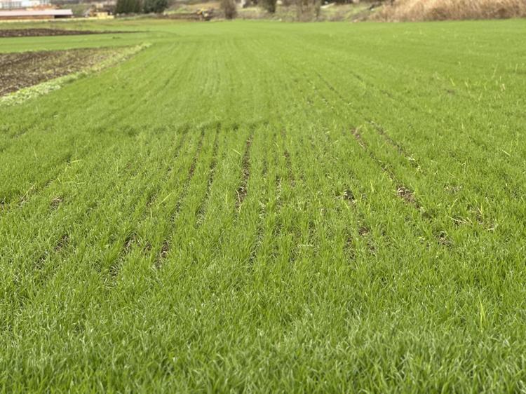 YAĞIŞLAR DEVAM EDERSE BUĞDAYDA GÜZEL REKOLTE OLUŞUR