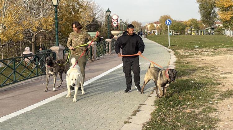 AVUSTRALYA’DAN TÜRK ÇOBAN KÖPEKLERİ İÇİN GELDİ