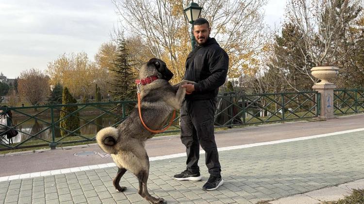 KÖPEKLERİ AVUSTURALYA’YA GÖTÜRECEK