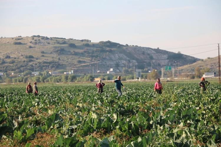 BOLLUK NEDENİYLE FİYATLAR DÜŞÜK