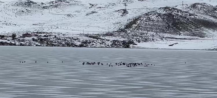 ‘ARAZİDE DE KAR YOK’