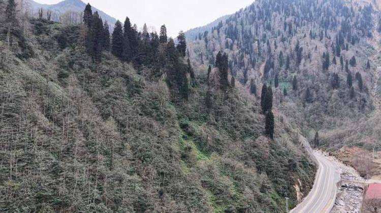 AĞAÇ VARLIĞI REHAVETE DÜŞÜRMEMELİ