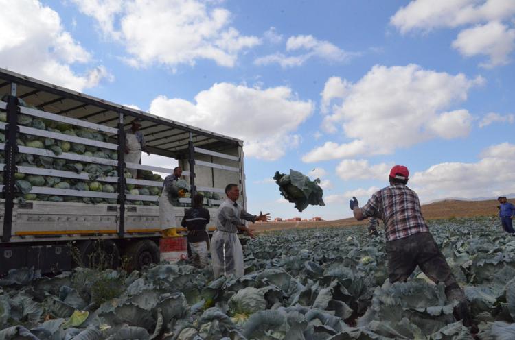 TARLADA TANESİ 20 LİRA