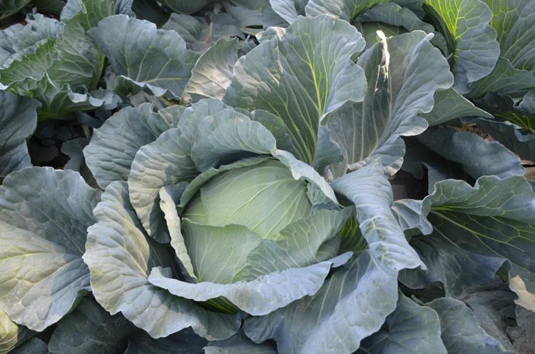 BOR VE ULUKIŞLADA DA ÜRETİLİYOR