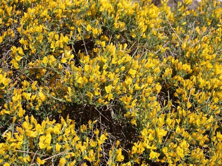 ‘AKDENİZ İKLİMİNE UYUMLU BİR BİTKİ’