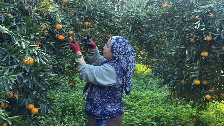 MENÜLERDE KULLANILSIN