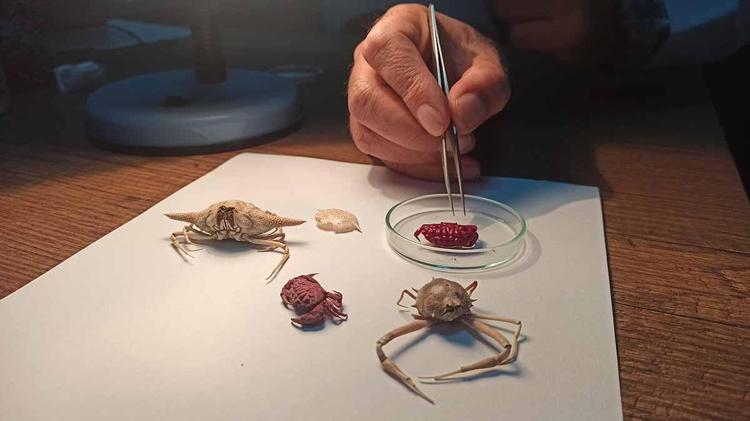 TÜRKİYE DENİZLERİNE 45 YABANCI YENGEÇ VE KARİDES TÜRÜ GİRDİ