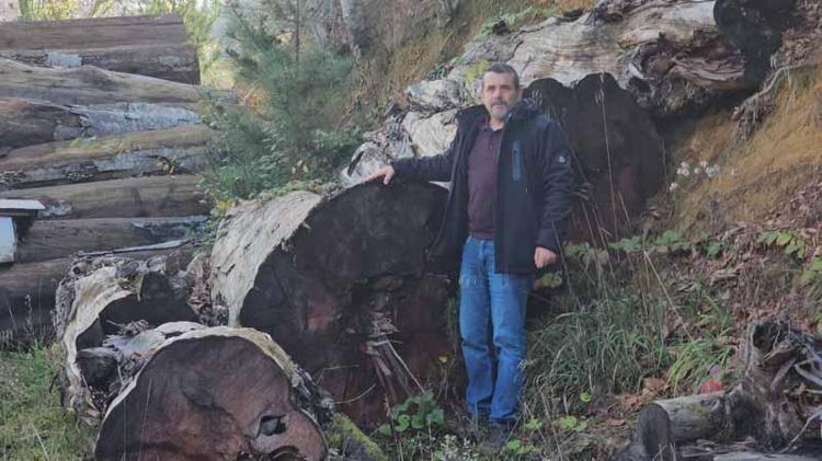 BU AĞACIN SAKLANMASI GEREKİYOR