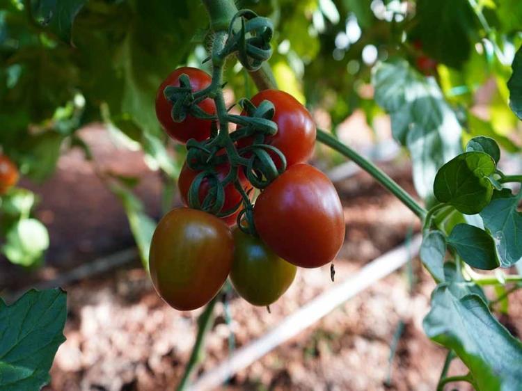 TALEP YÜKSEK, ÜRÜNLER HIZLA TÜKENİYOR