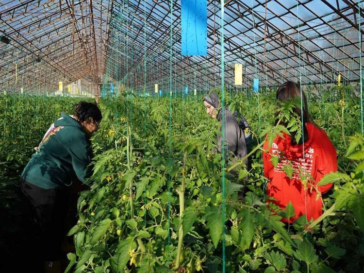 MEYVE, SEBZE VE TÜM SÜT ÜRÜNLERİ ÜRETİLİYOR