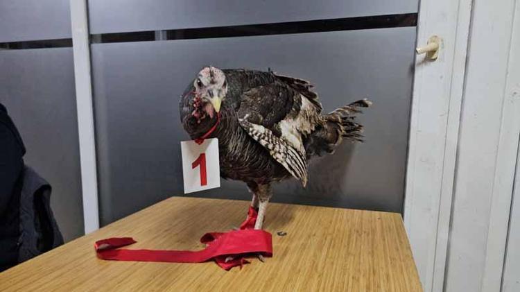 ‘TASMAYLA GEZDİRECEĞİM’